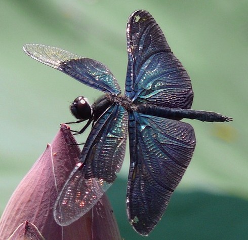 Dragonfly - Reiki Adelaide